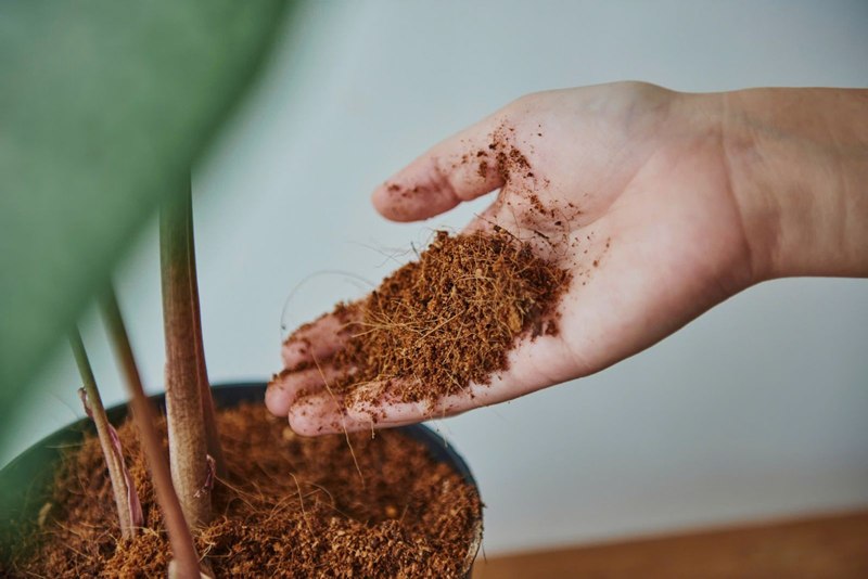 Trồng cây với giá thể xơ dừa